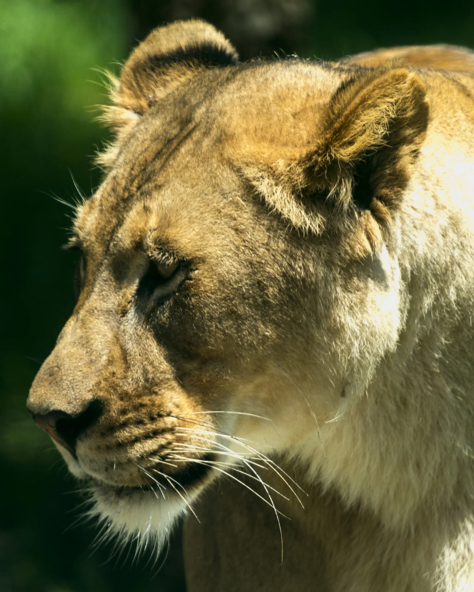 Female Lion Portrait.jpg
