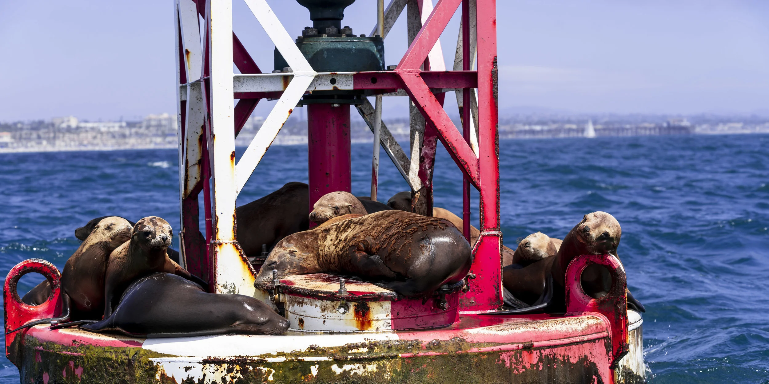 Red Petals in a Gradient.jpg