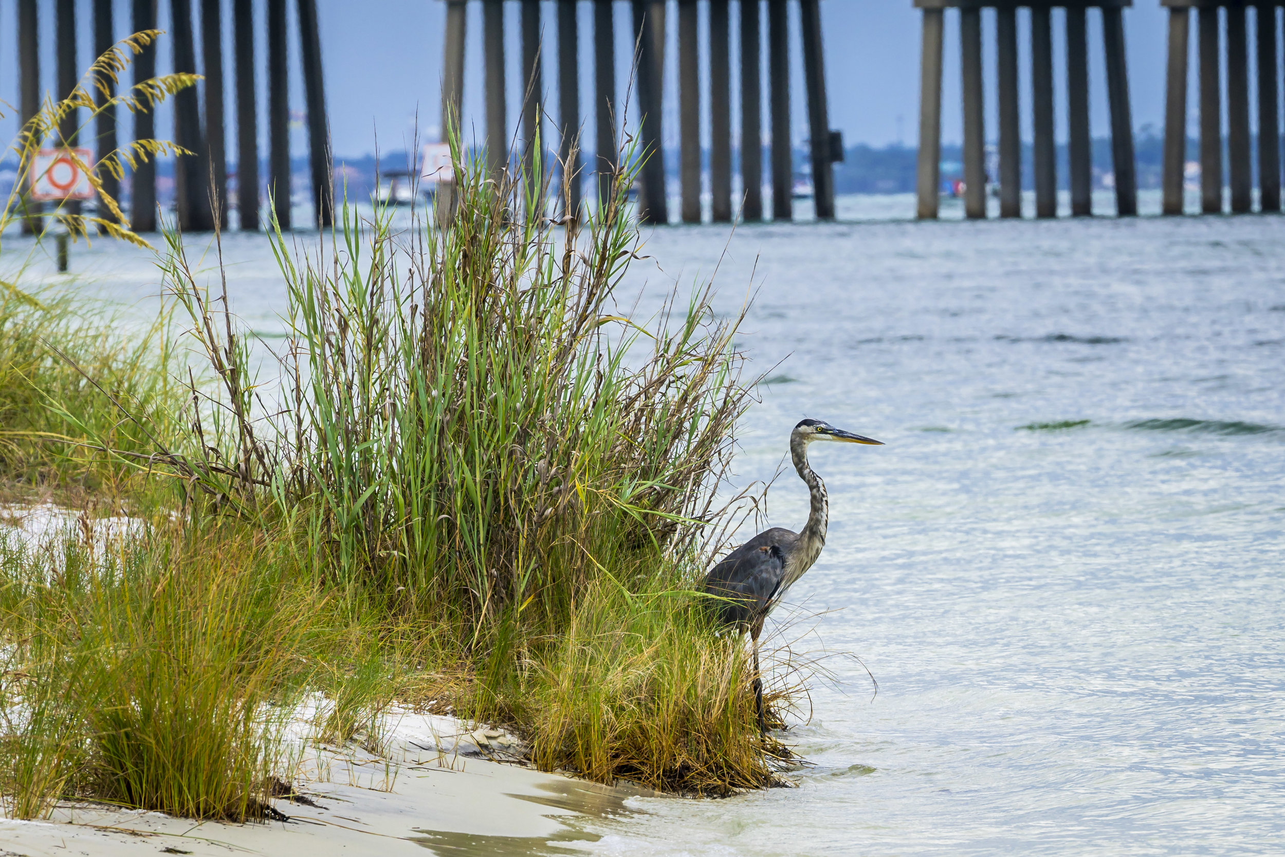 Heron Wading in the Rushes.jpg