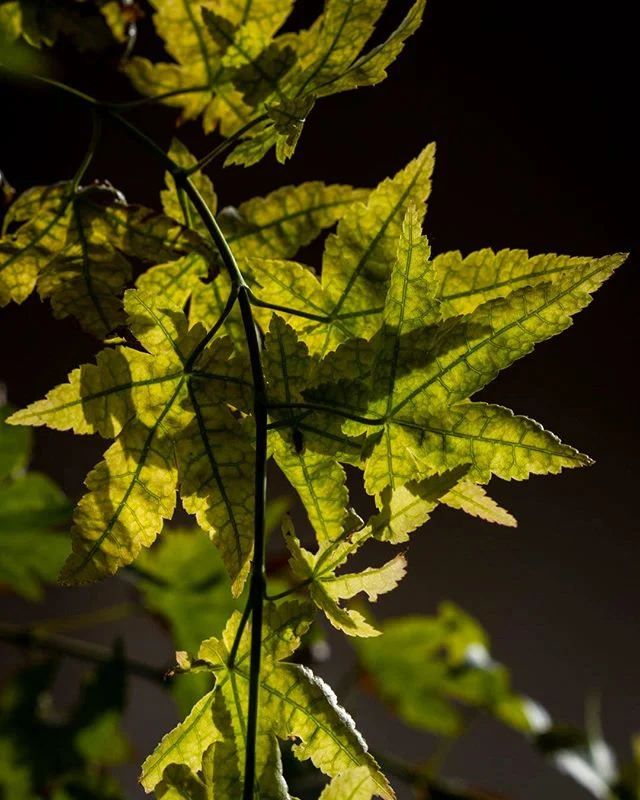 The shadow monster is no less present in the color version of this photo. Camera left shows its monstrous plant arm lifted to strike. I love when photography takes you to the realm of the fantastic.⁠⠀
⁠⠀
#CollageArt #Leaves #Backlit⁠⠀
⁠⠀
#contemporar
