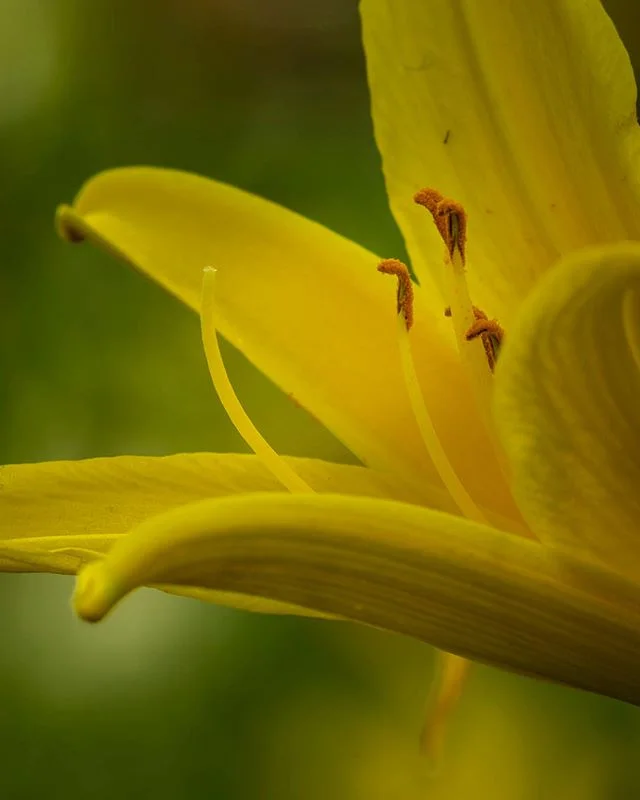 When you examine the very small, sometimes it's hard not to ascribe emotions to what you see. In the case of this daylily, pollination seems more aggressive, doesn't it?⁠⠀
⁠⠀
#Pollinate #NectarWorks #CloseUpShot⁠⠀
⁠⠀
#WildLife_Vision #WildLife_Shots 