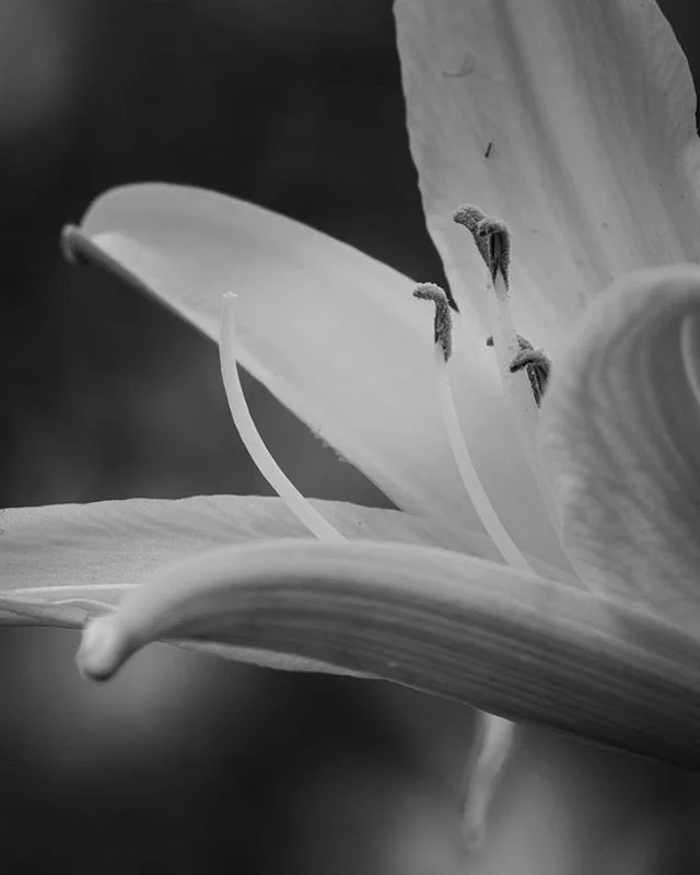 Yes this is a photo of serpentine-esque aggressive postures from pollen purveyors. The part of the birds and the bees speech I never heard, but learned too soon is, Reproduction often involves aggression. Species doesn't matter.⁠⠀
⁠⠀
#BlackAndWhitePi