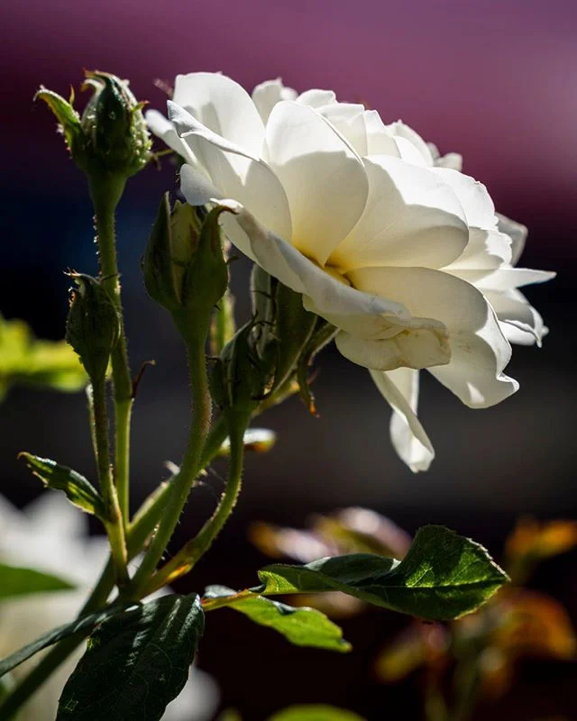 Without DRO turned on, I'm finally able to capture light correctly. I don't have to play with exposure values as much in post. It allows me to capture light better against dark backgrounds.⁠⠀
⁠⠀
#Flowerstagram #CloseUpPhotography #ArtPhoto_Color⁠⠀
⁠⠀