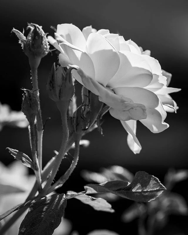 One more note on DRO being turned off. Metering is simpler. It's less work. I'm going to re-examine my book on the zone method for film.⁠⠀
⁠⠀
#SuperZoom #CloseUpMagic #BlackAndWhites⁠⠀
⁠⠀
#ArtPhotos #ArtPhotography_BW #ArtPhoto_BG #ArtPhoto_BnW #ArtP