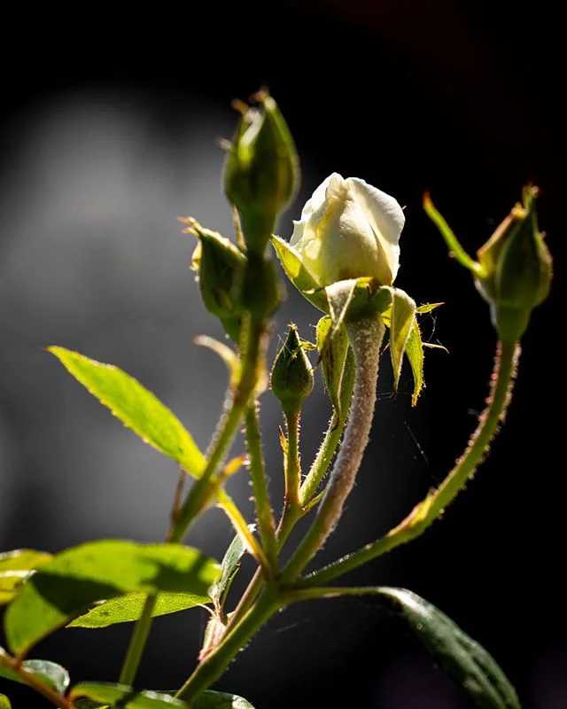 This is how White Carpet Roses get started. I used the headlight, grill and hood of a black luxury car for the background. f/2.8 gave me plenty of subject isolation. I'm happiest with the light though.⁠⠀
⁠⠀
#FlowerLover #ArtPhoto_Color #CloseUpShot⁠⠀