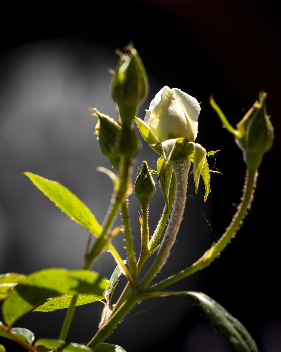 carpet rose bud.jpg
