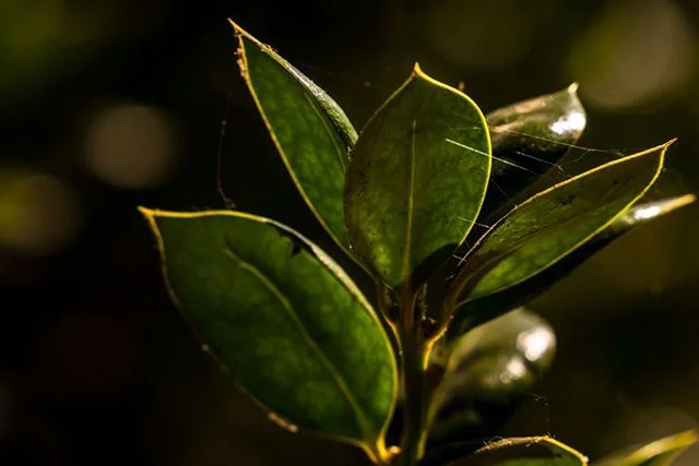 How tight can your light range be? In this photo, I like that I have a few (very few) highlights, and a lot of rich dark shadows and deep green saturated leaves. The little spider webs here are fascinating to me.⁠⠀
⁠⠀
#SuperZoom #CloseUpShots #ArtPho
