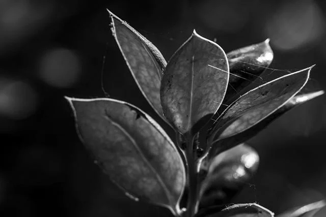 Each image has something to say. In the night, these leaves were home to a spider who might still be in residence. He spun his trap to capture bugs in the dark, and the traps saw use.⁠⠀
⁠⠀
#BlackAndWhitePhoto #MonochromeWorld #CloseUpMagic⁠⠀
⁠⠀
#ArtP