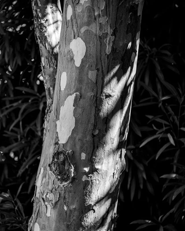 The grayscale rendering allows you to really take control of your photo. The dappled light on this tree trunk makes everything about the texture more interesting to me.⁠⠀
⁠⠀
#ArtPhotoBW #AutumnTrees #Shadows⁠⠀
⁠⠀
#ArtPhotos #ArtPhoto_bw #ArtPhotograp