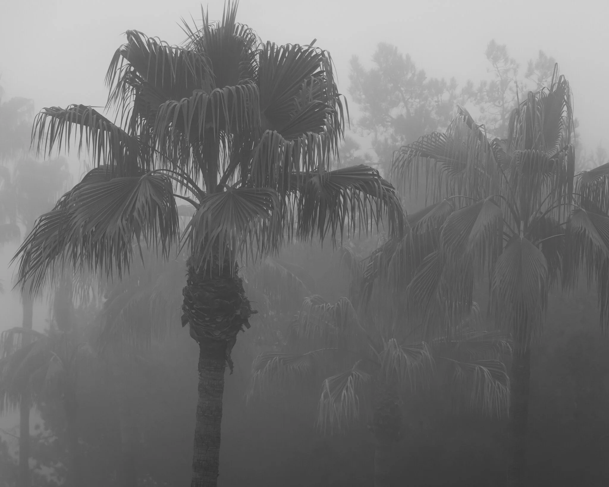 Tree Fog 3.jpg