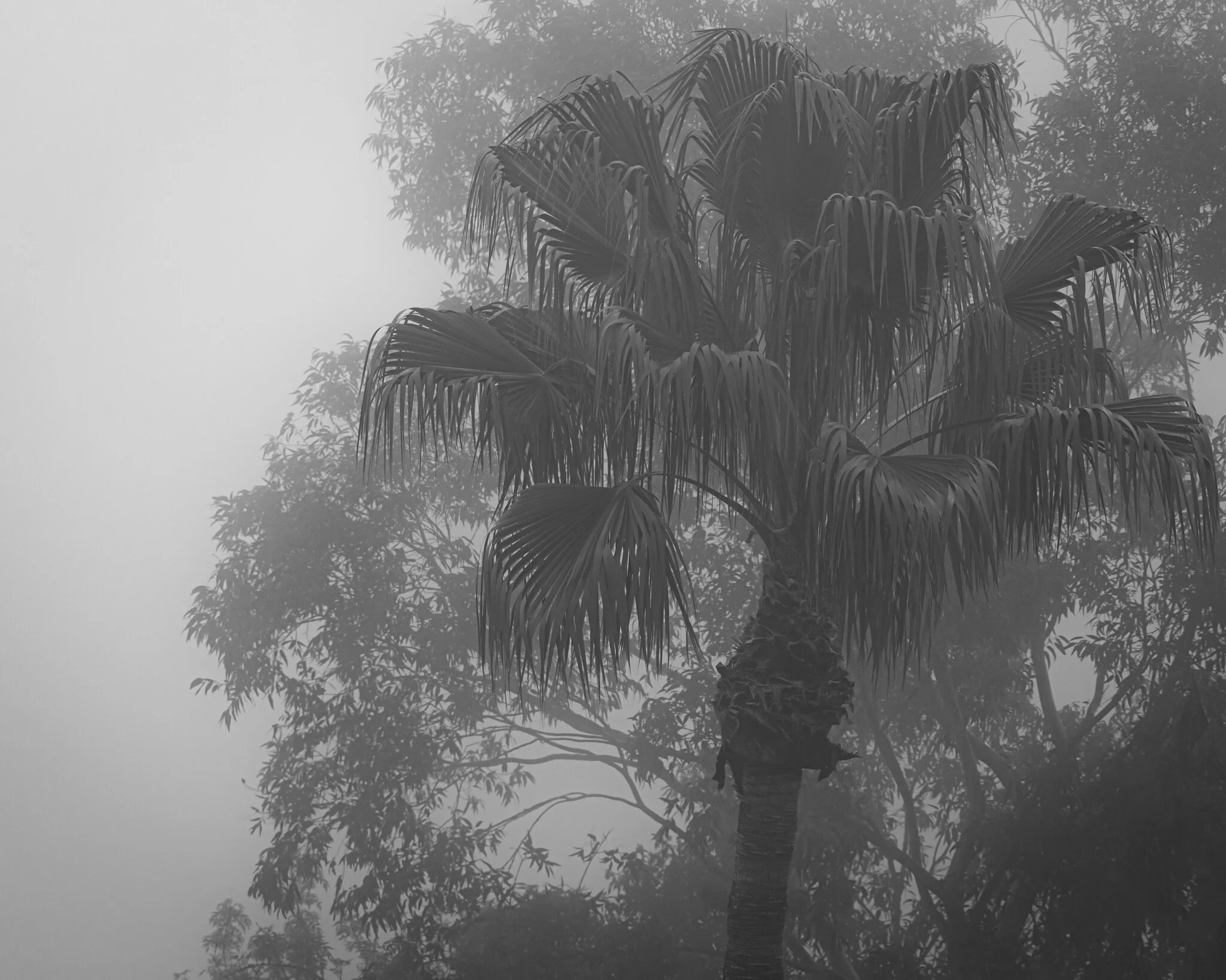 Tree Fog.jpg
