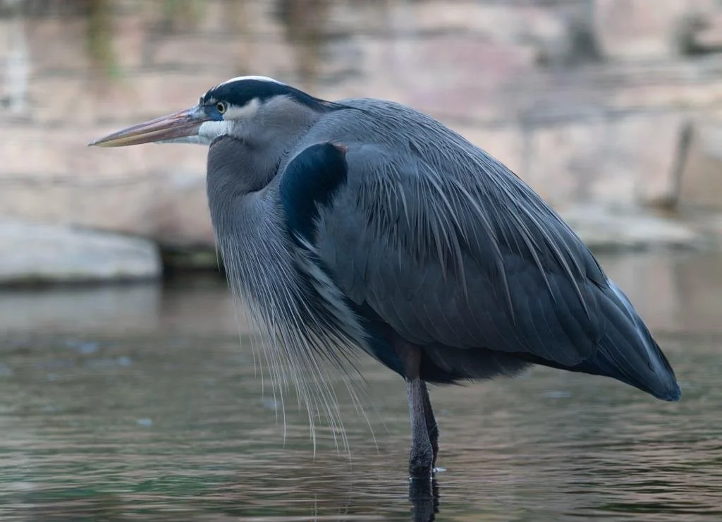 Dark Blue Heron.jpg