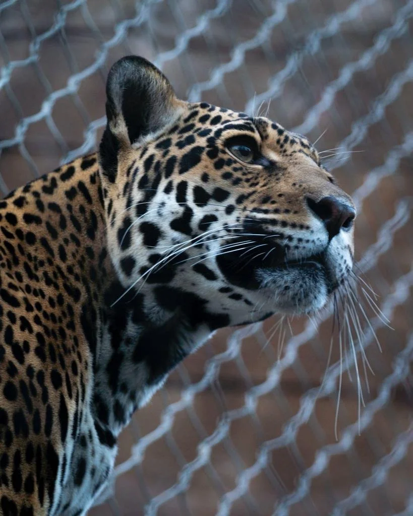 Crazy Leopard.jpg