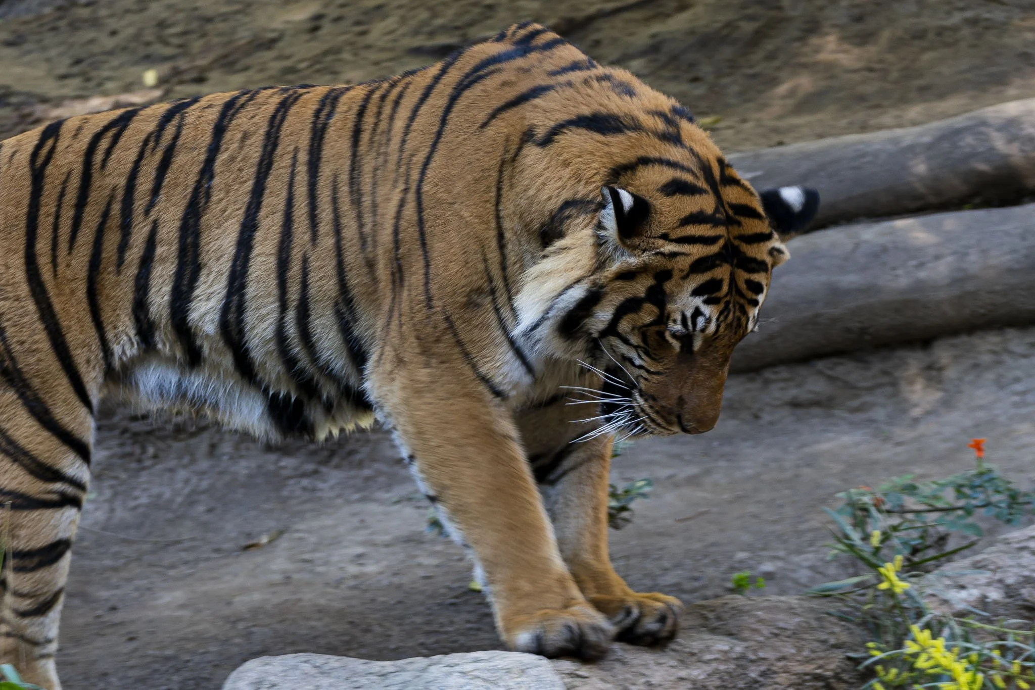Zoo Day-1.jpg