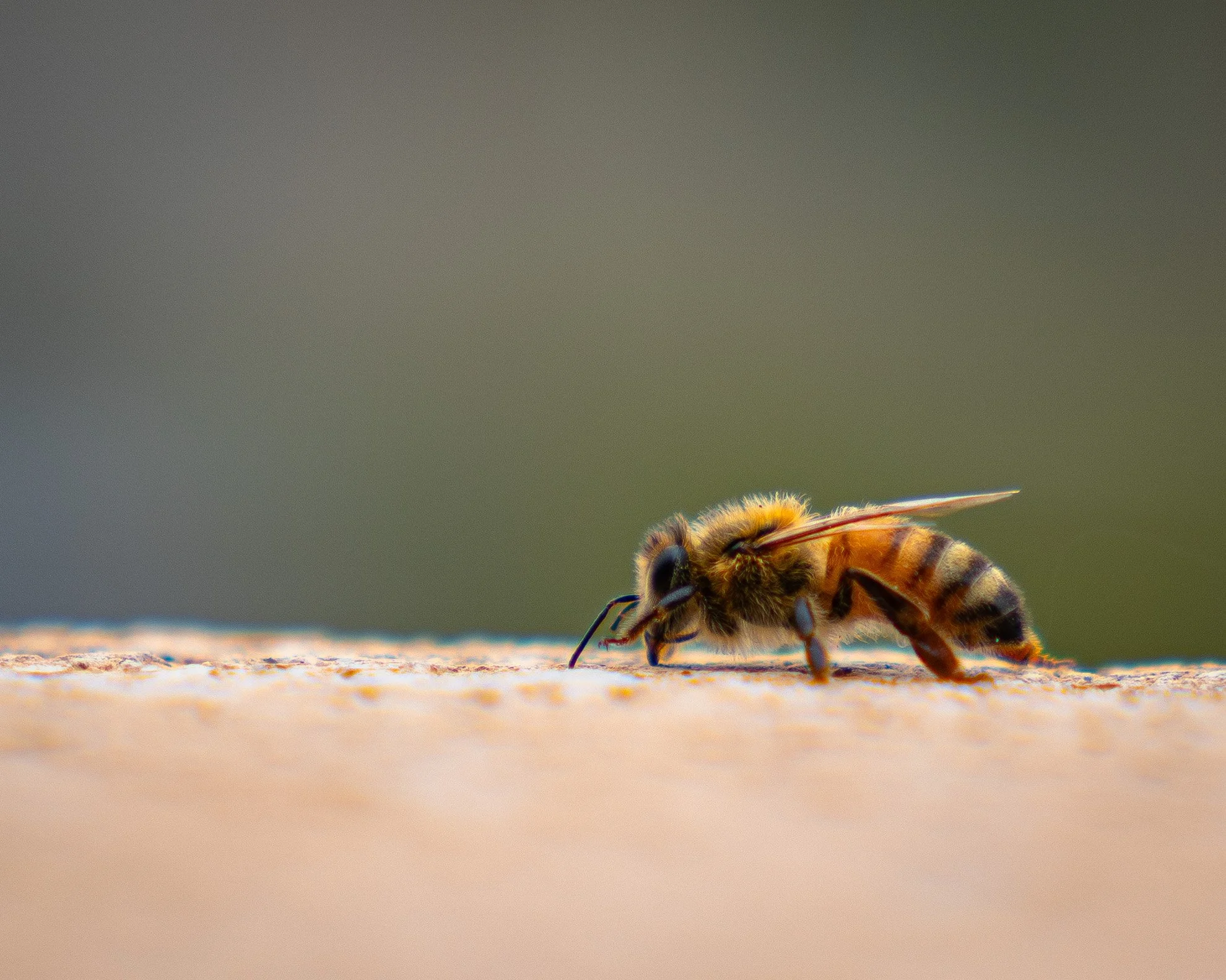 Near Dead Bee-1.jpg