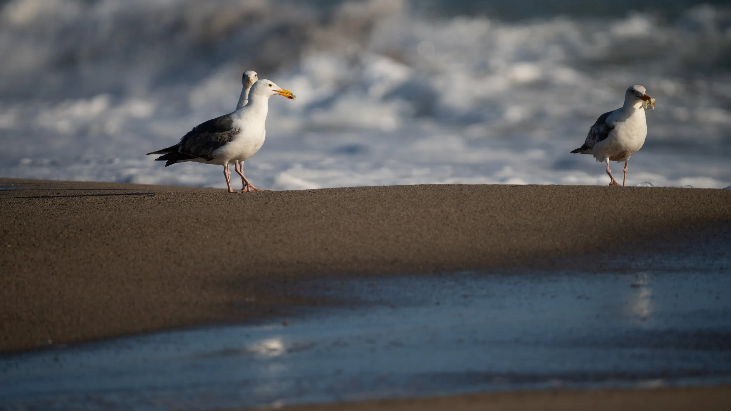 Mostly Beach-8.jpg