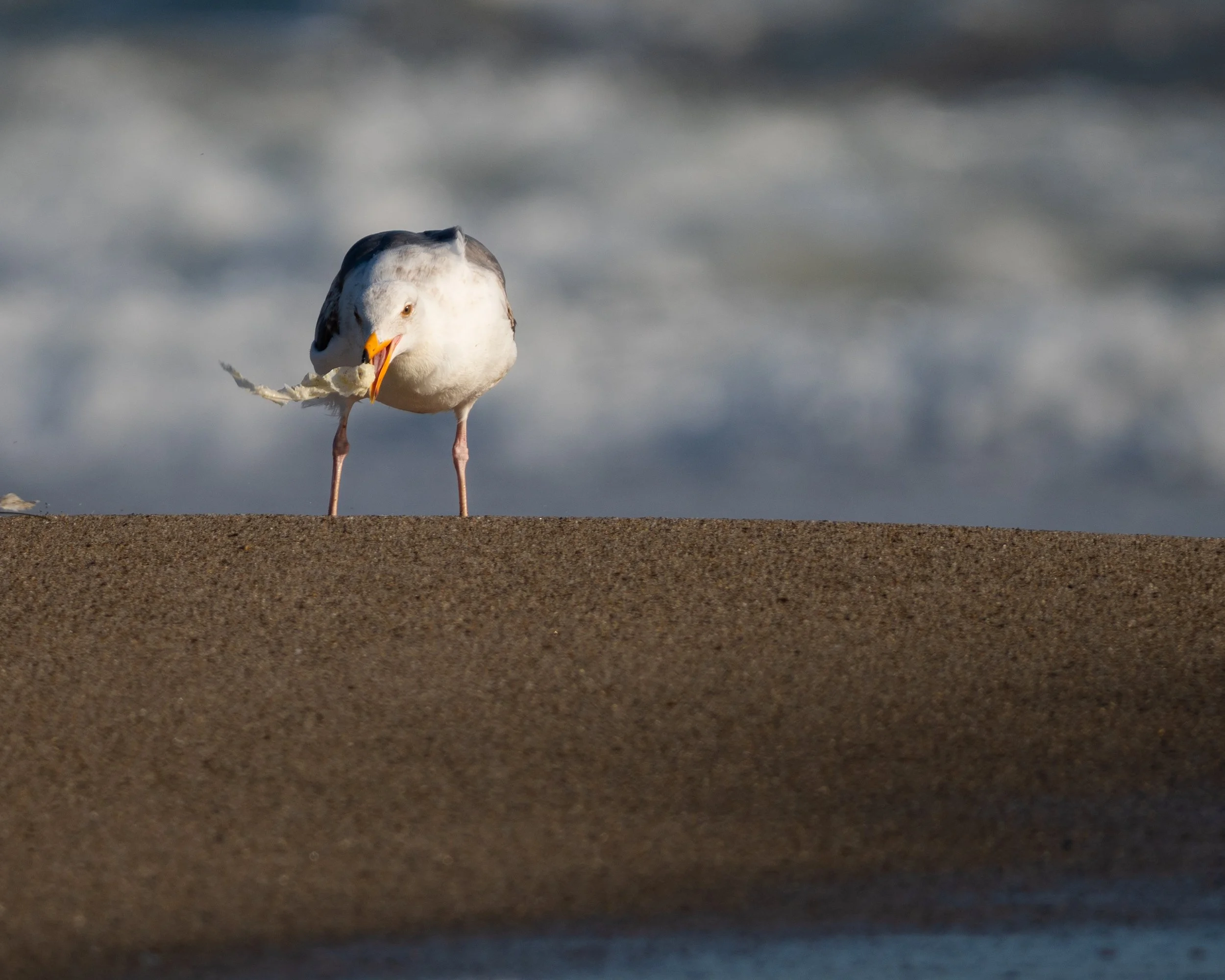 Mostly Beach-9.jpg