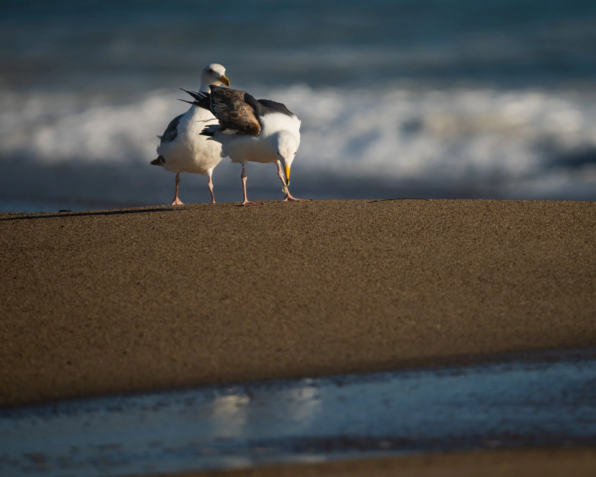Mostly Beach-10.jpg