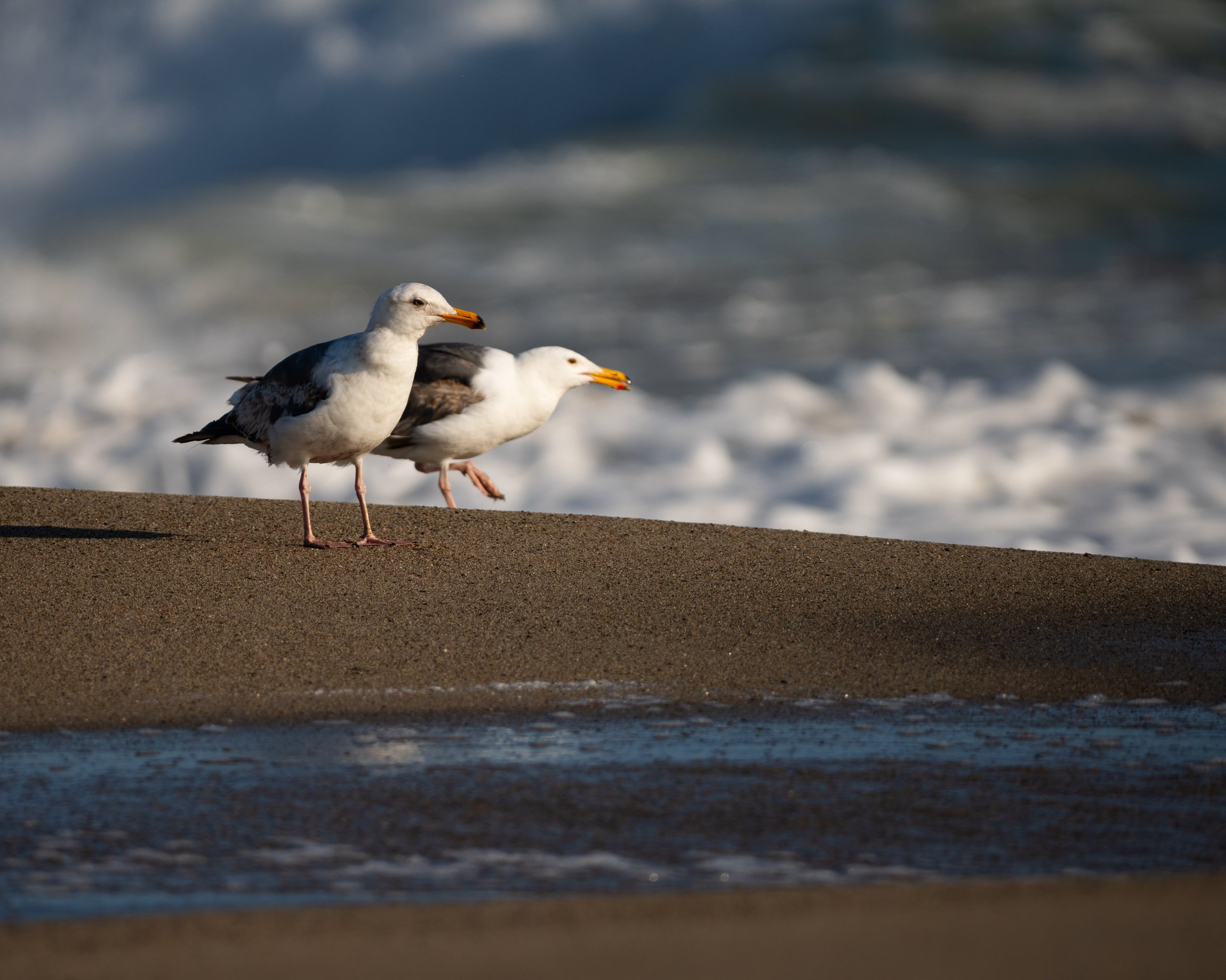 Mostly Beach-13.jpg
