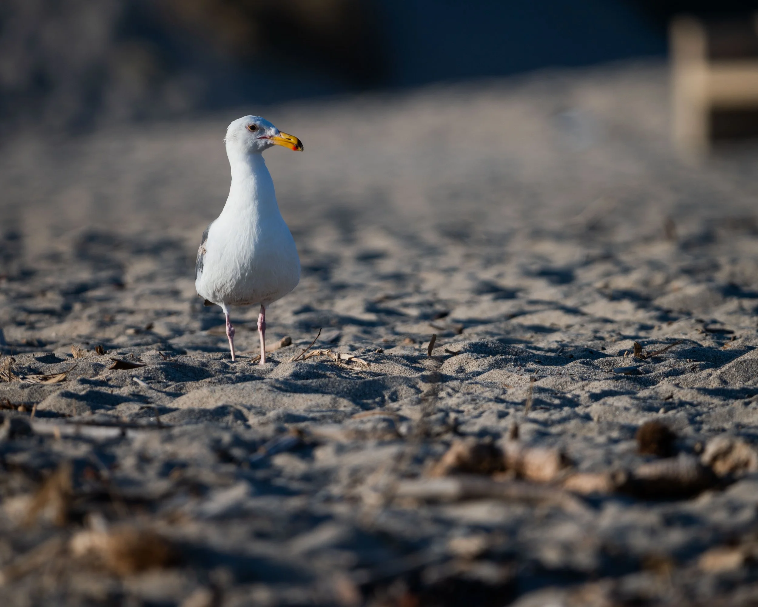 Mostly Beach-15.jpg