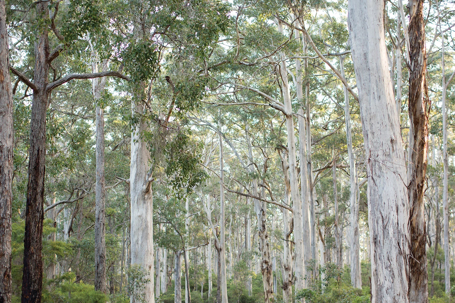 boranup_forrest.jpg