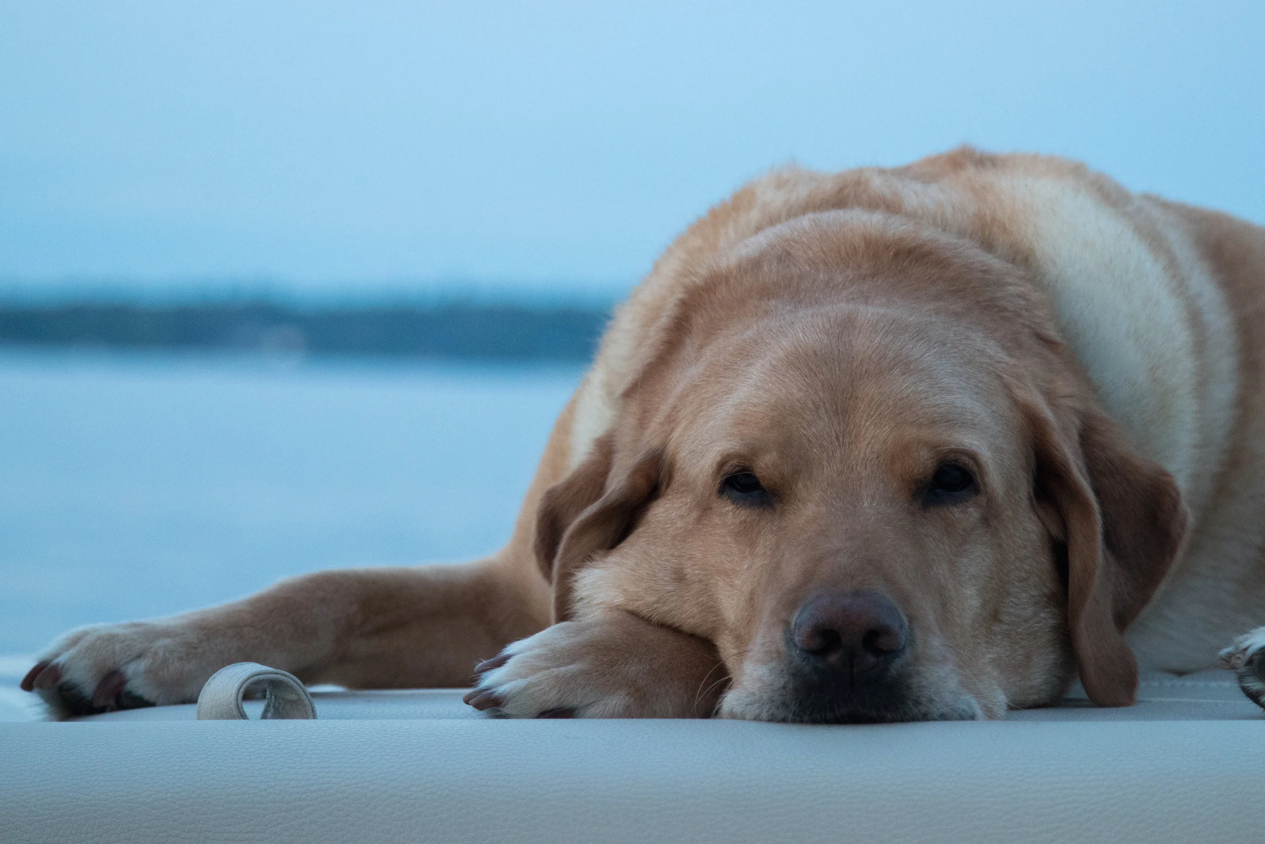 duffy boat.1.jpg