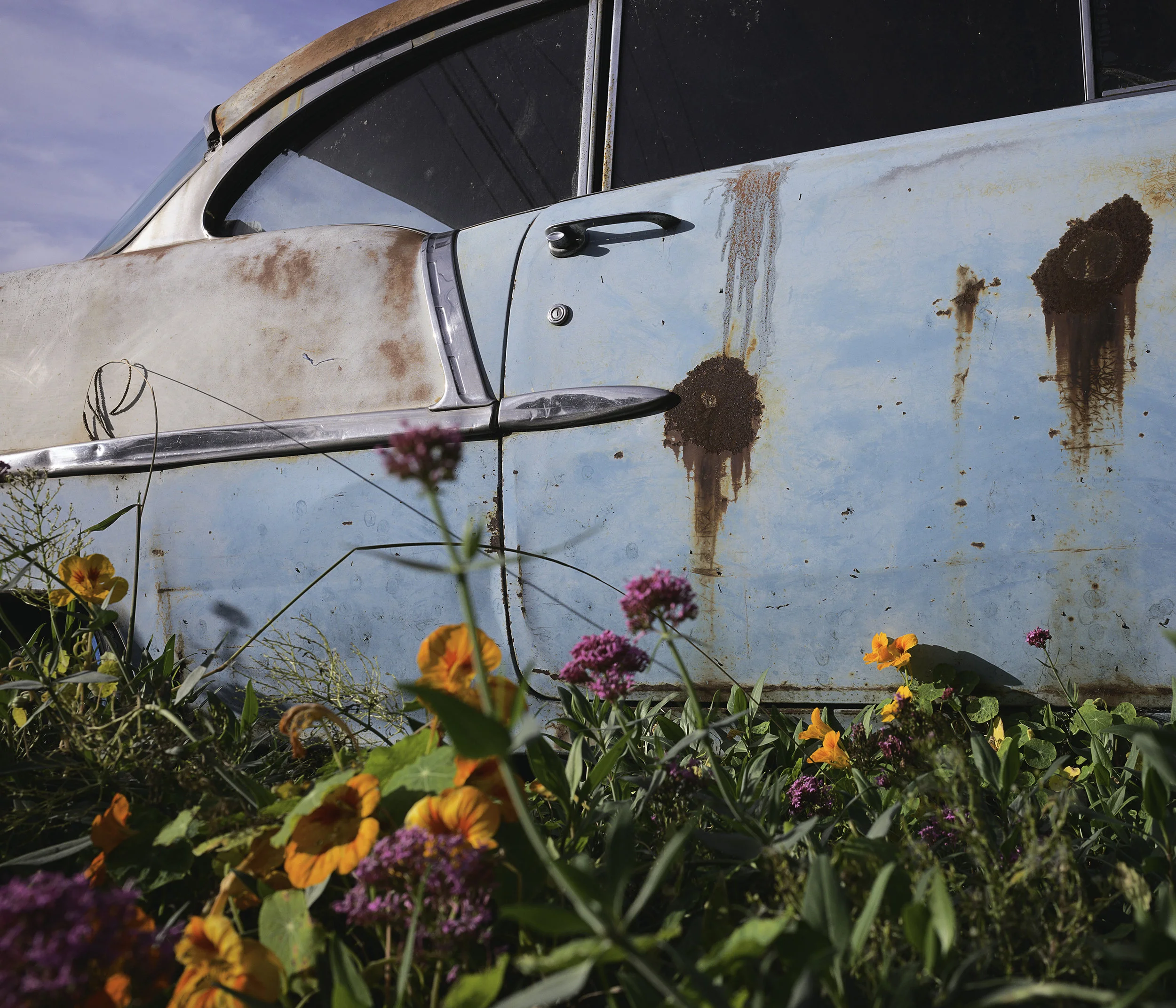 1950's rusted Chevy in a flower yard.jpg