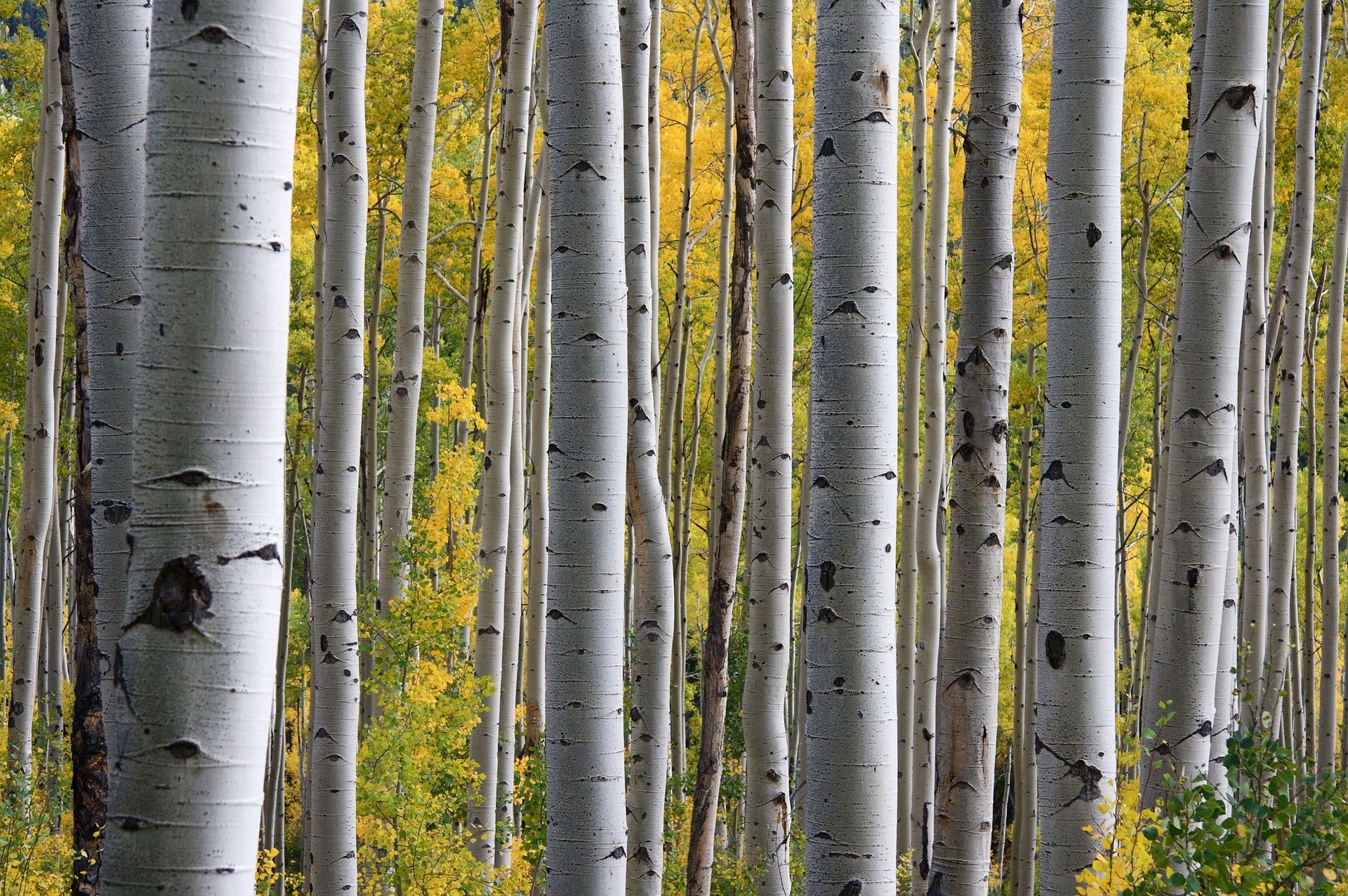 birch-trees-1029086_1920.jpg