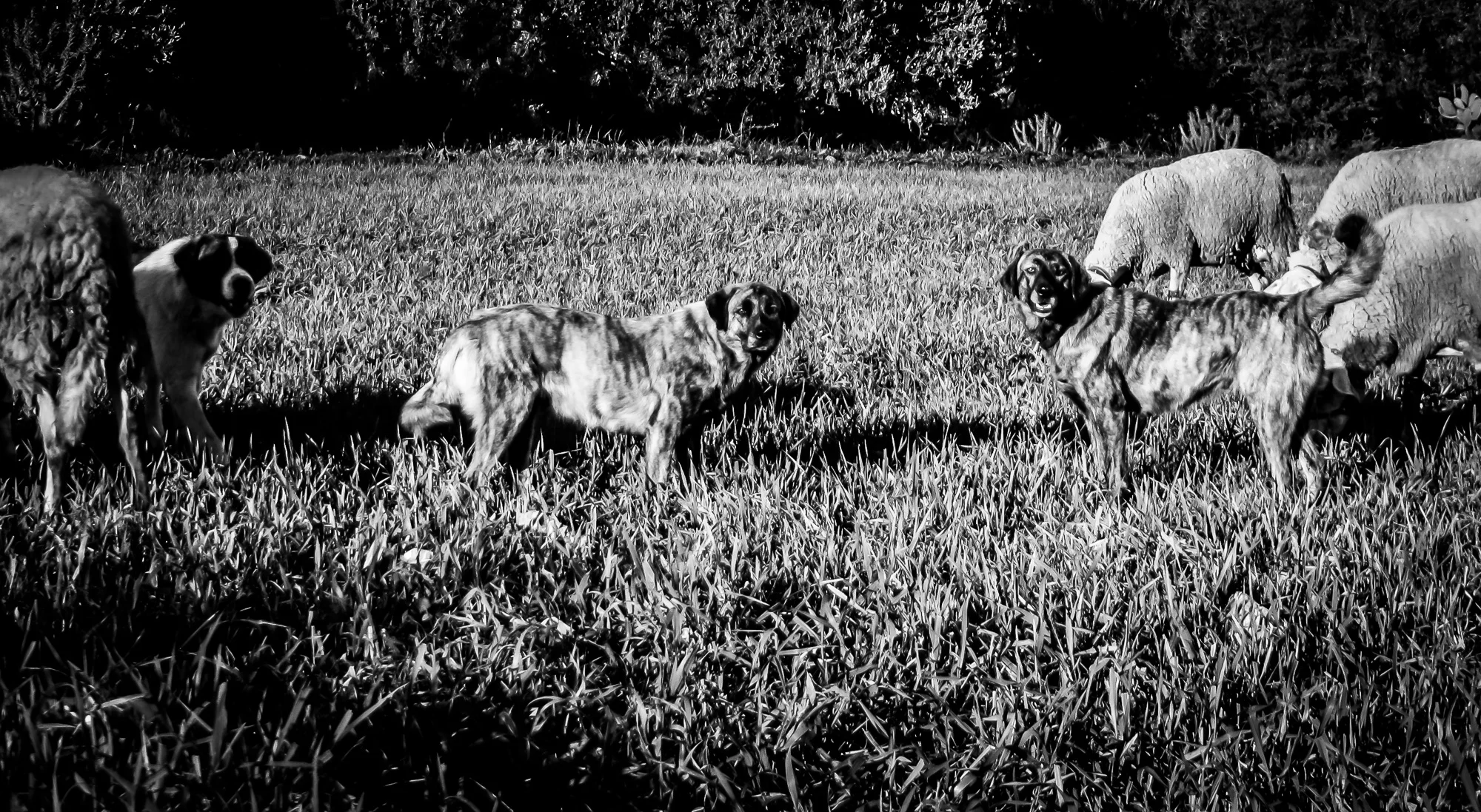 photostories-greek-shepherds-www.stemajourneys.com-37.jpg