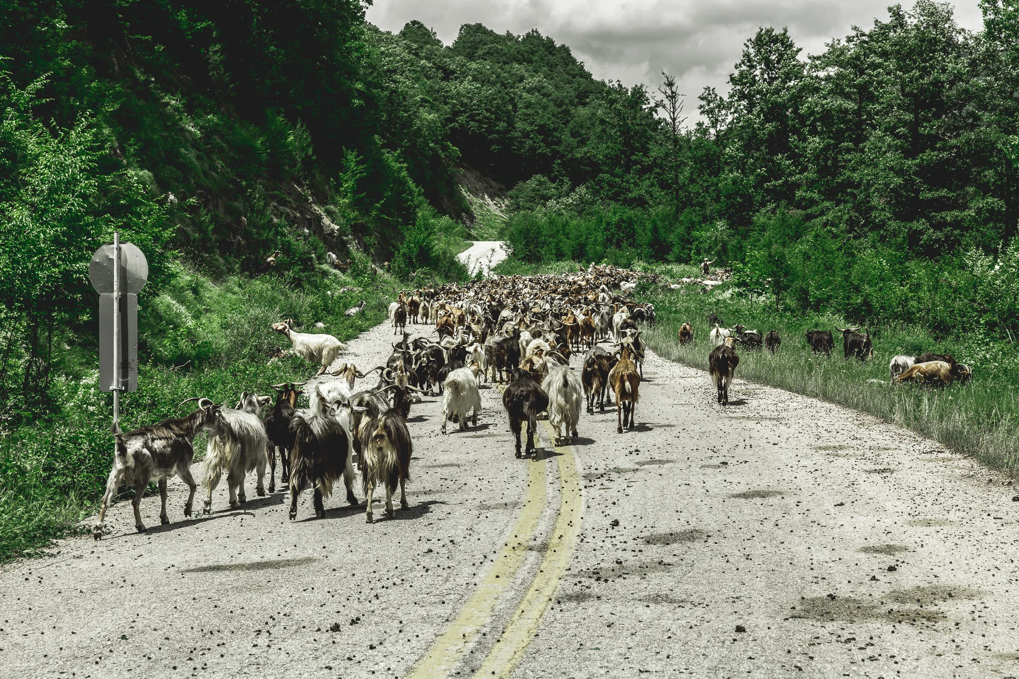 photostories-greek-shepherds-www.stemajourneys.com-22.jpg