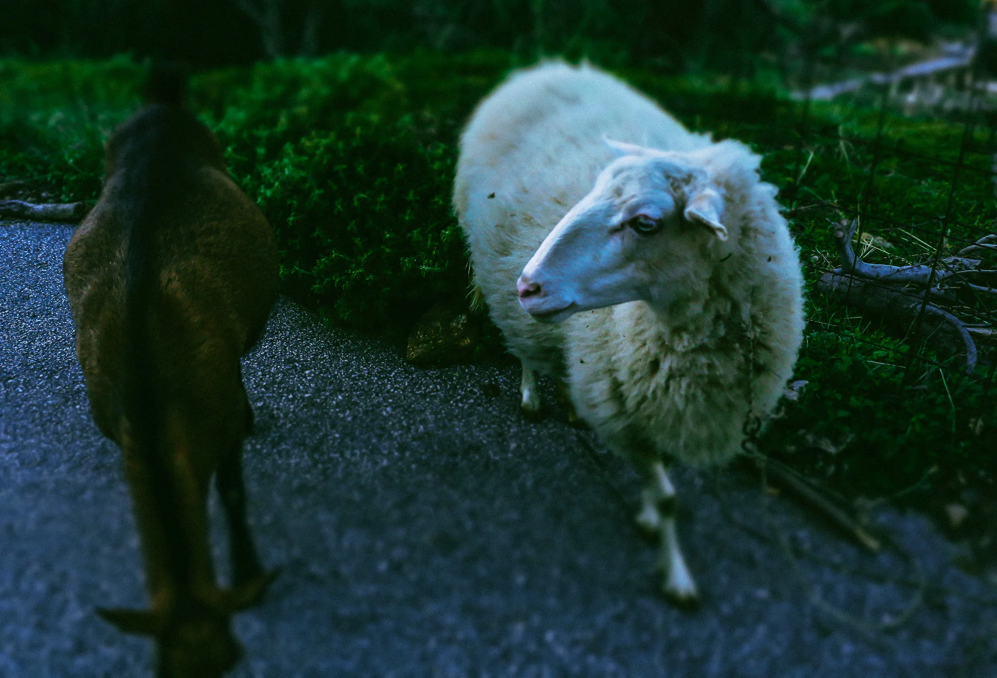 photostories-greek-shepherds-www.stemajourneys.com-252.jpg