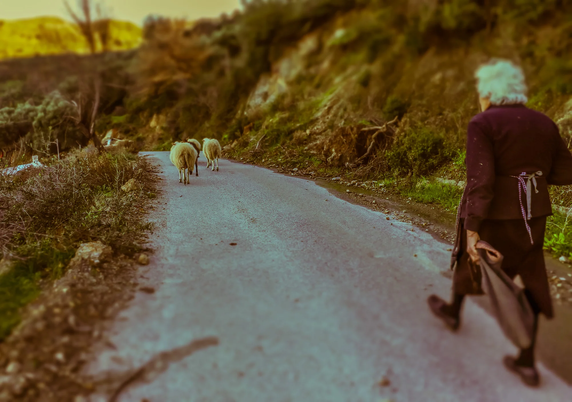 photostories-greek-shepherds-www.stemajourneys.com-313.jpg