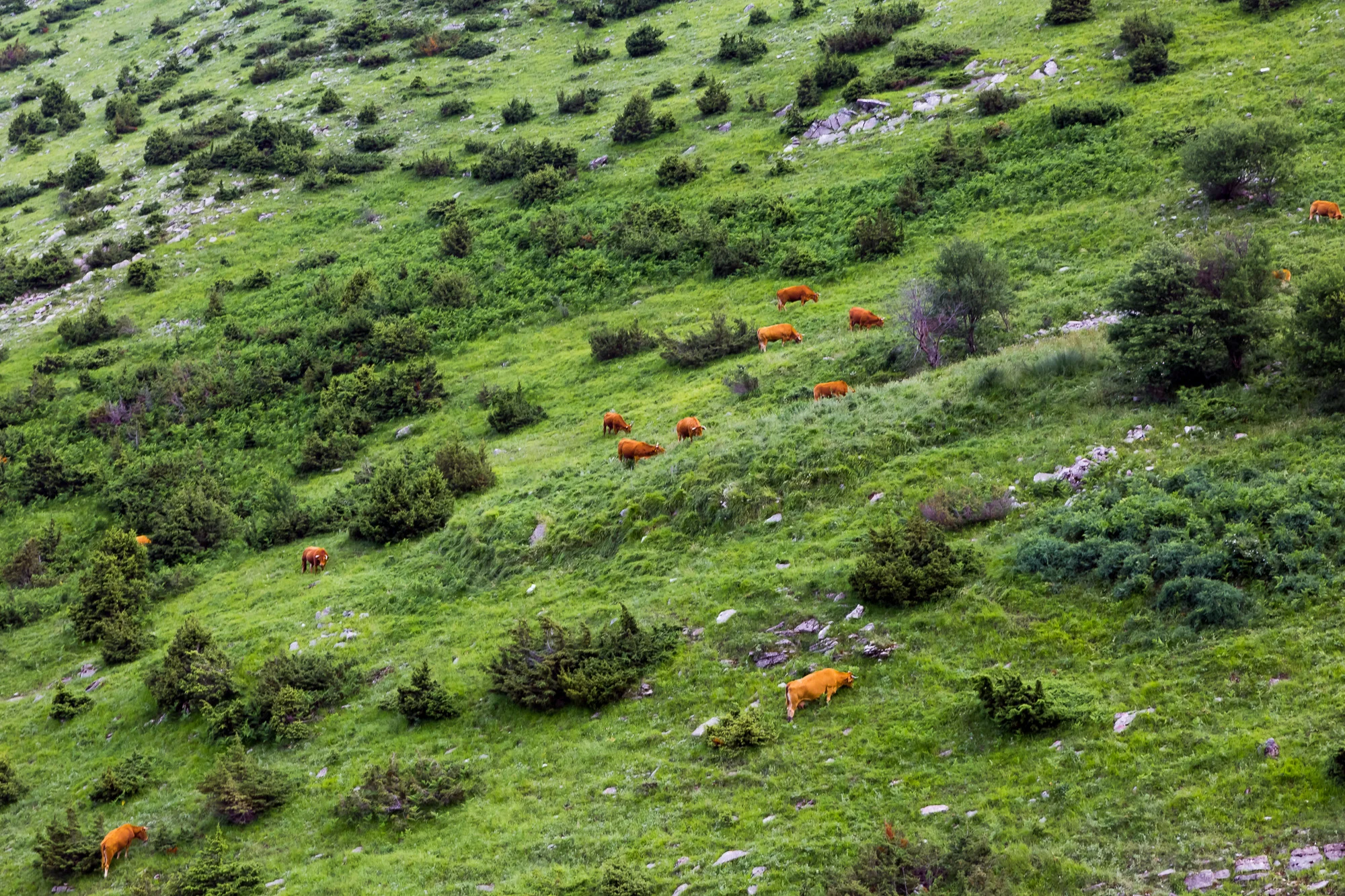 photostories-greek-shepherds-www.stemajourneys.com-326.jpg