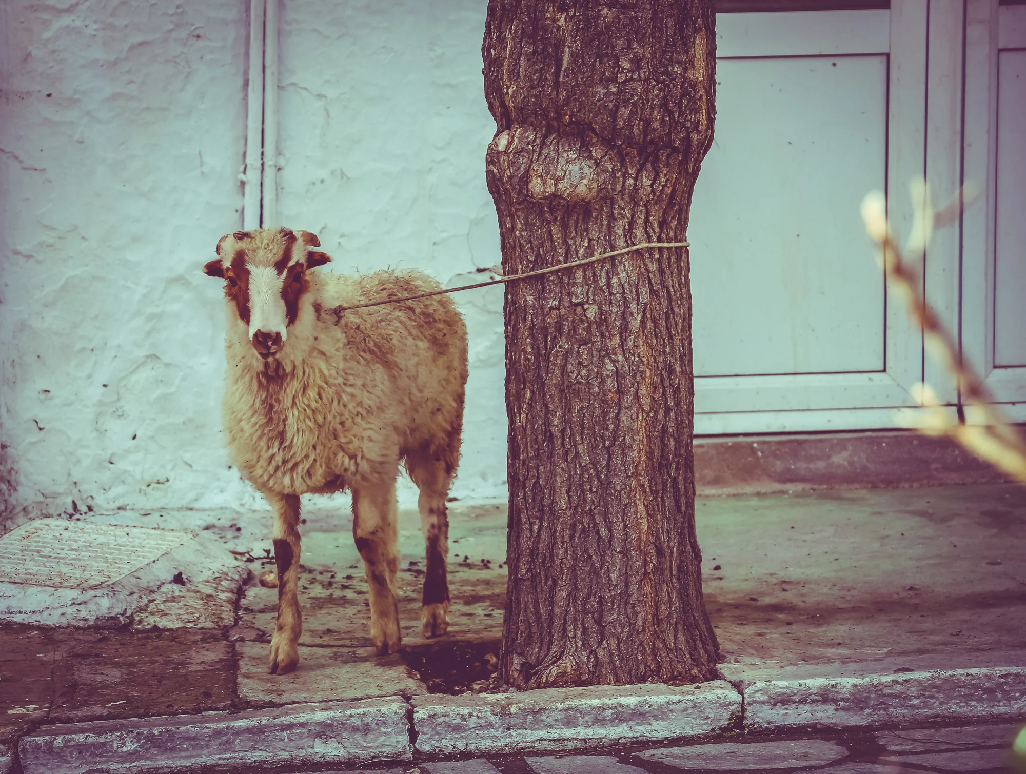 photostories-greek-shepherds-www.stemajourneys.com-540.jpg
