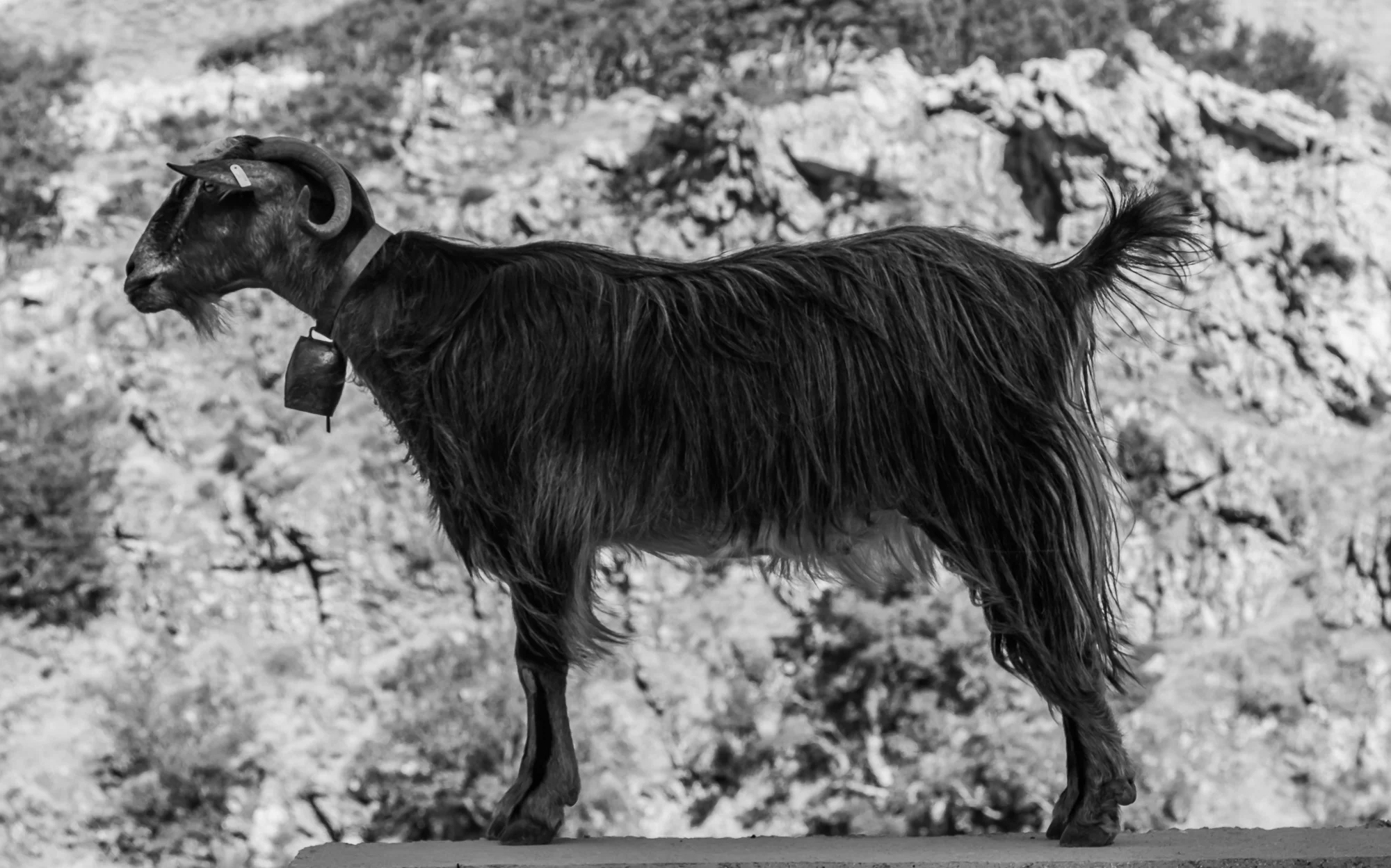 photostories-greek-shepherds-www.stemajourneys.com-150.jpg