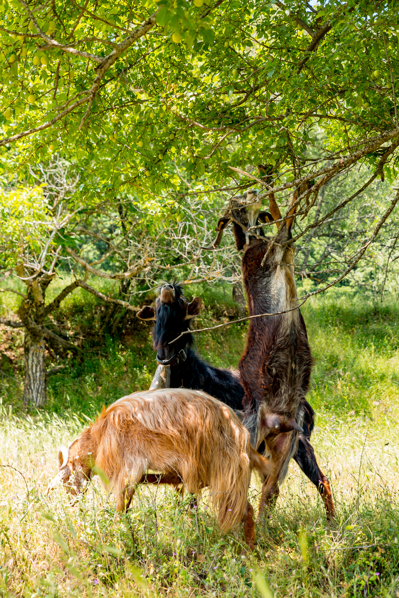 www.stemajourneys.com-prespes-2-greece-1388.jpg