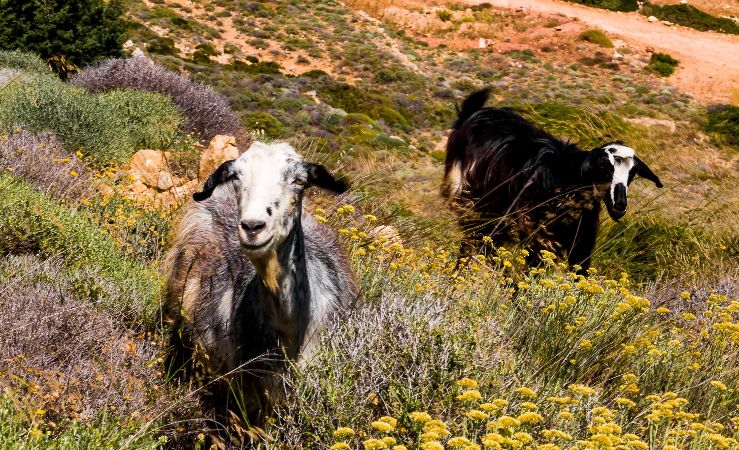 www.stemajourneys.com-donousa-greece-1778.jpg