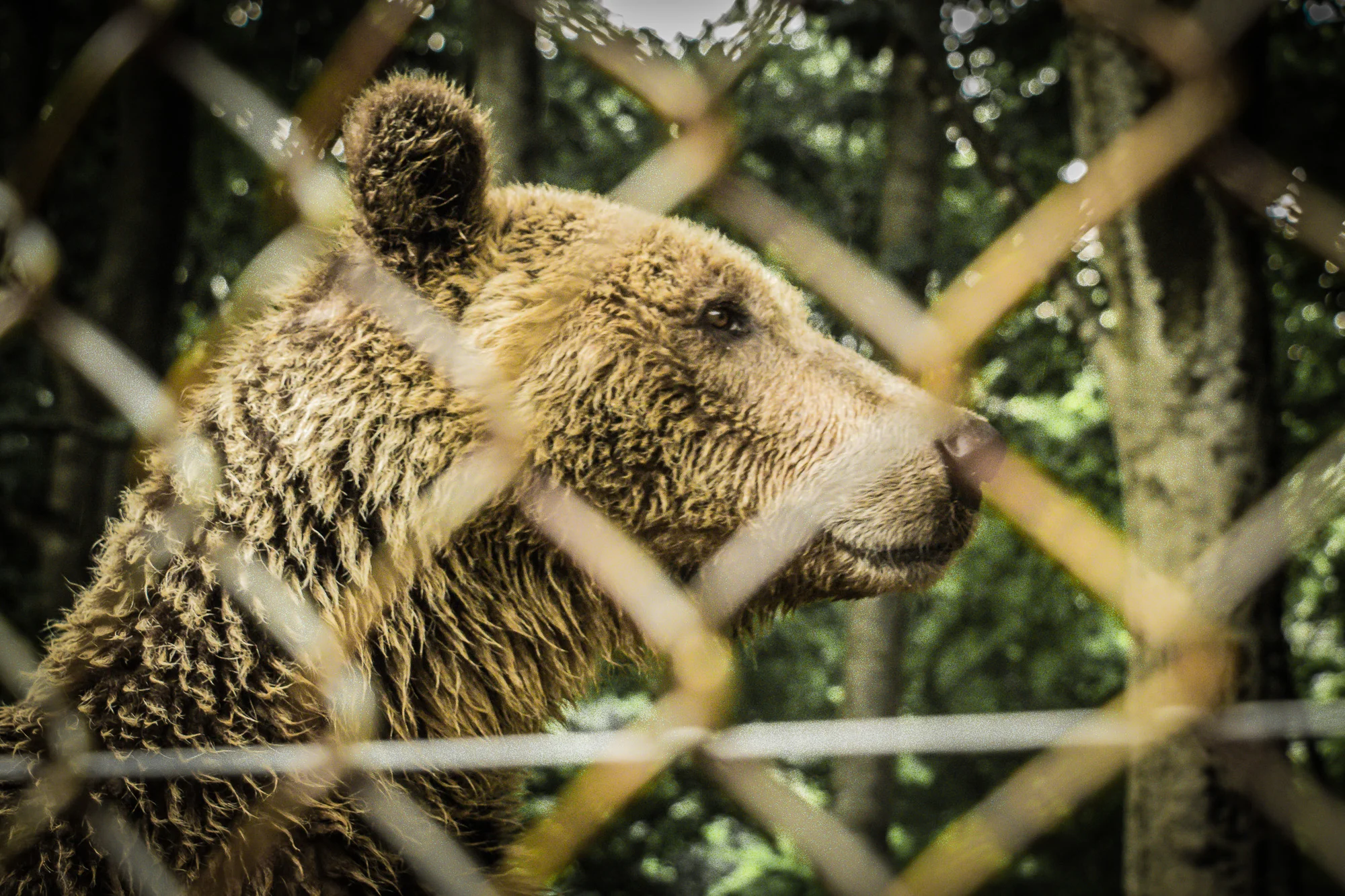 www.stemajourneys.com-arcturos-brown-bear-sanctuary-nymfaio-greece-96.jpg