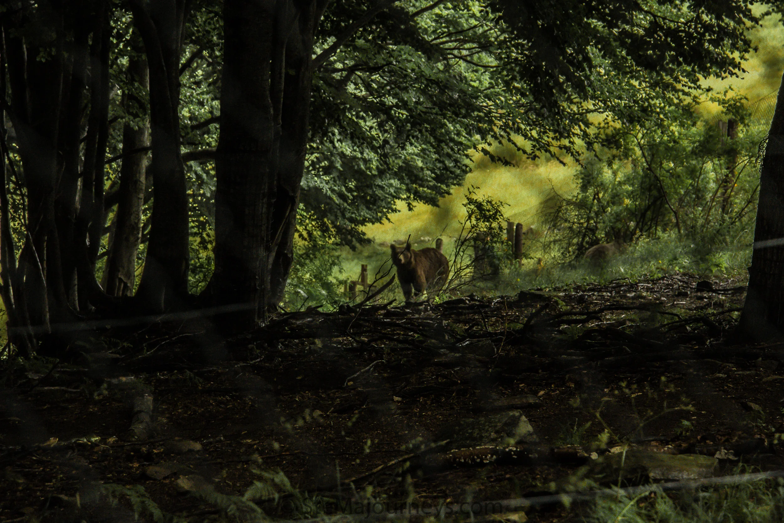 www.stemajourneys.com-arcturos-brown-bear-sanctuary-nymfaio-greece-11.jpg