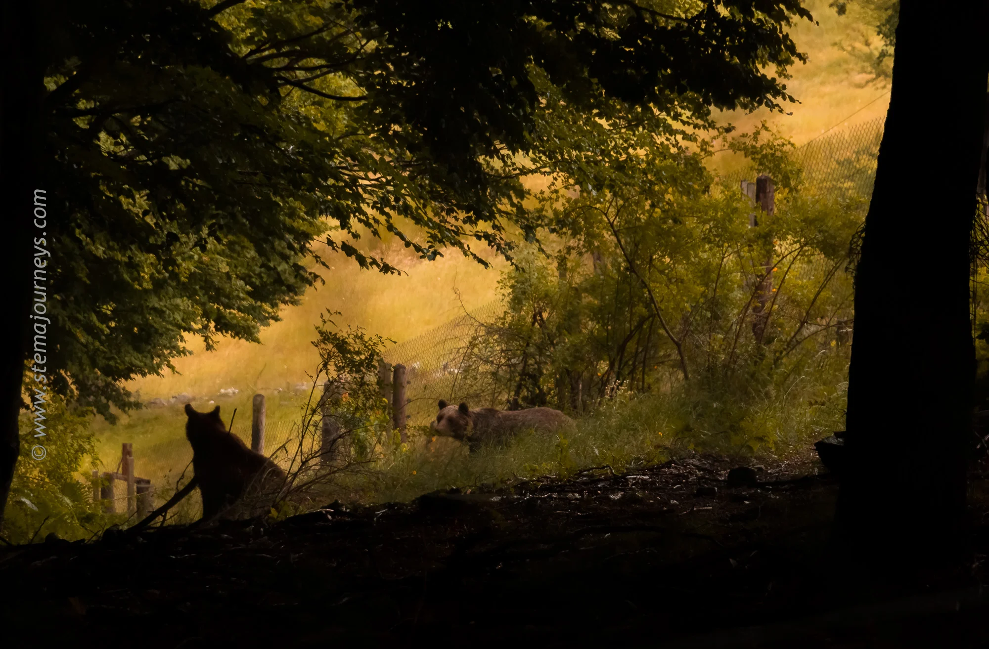 www.stemajourneys.com-arcturos-brown-bear-sanctuary-nymfaio-greece-220.jpg