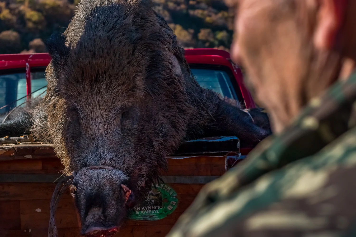 The killing of the sacred boar