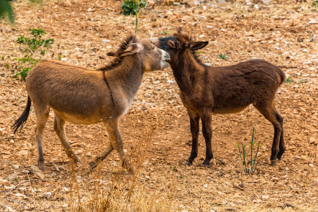 Where did the mules go?