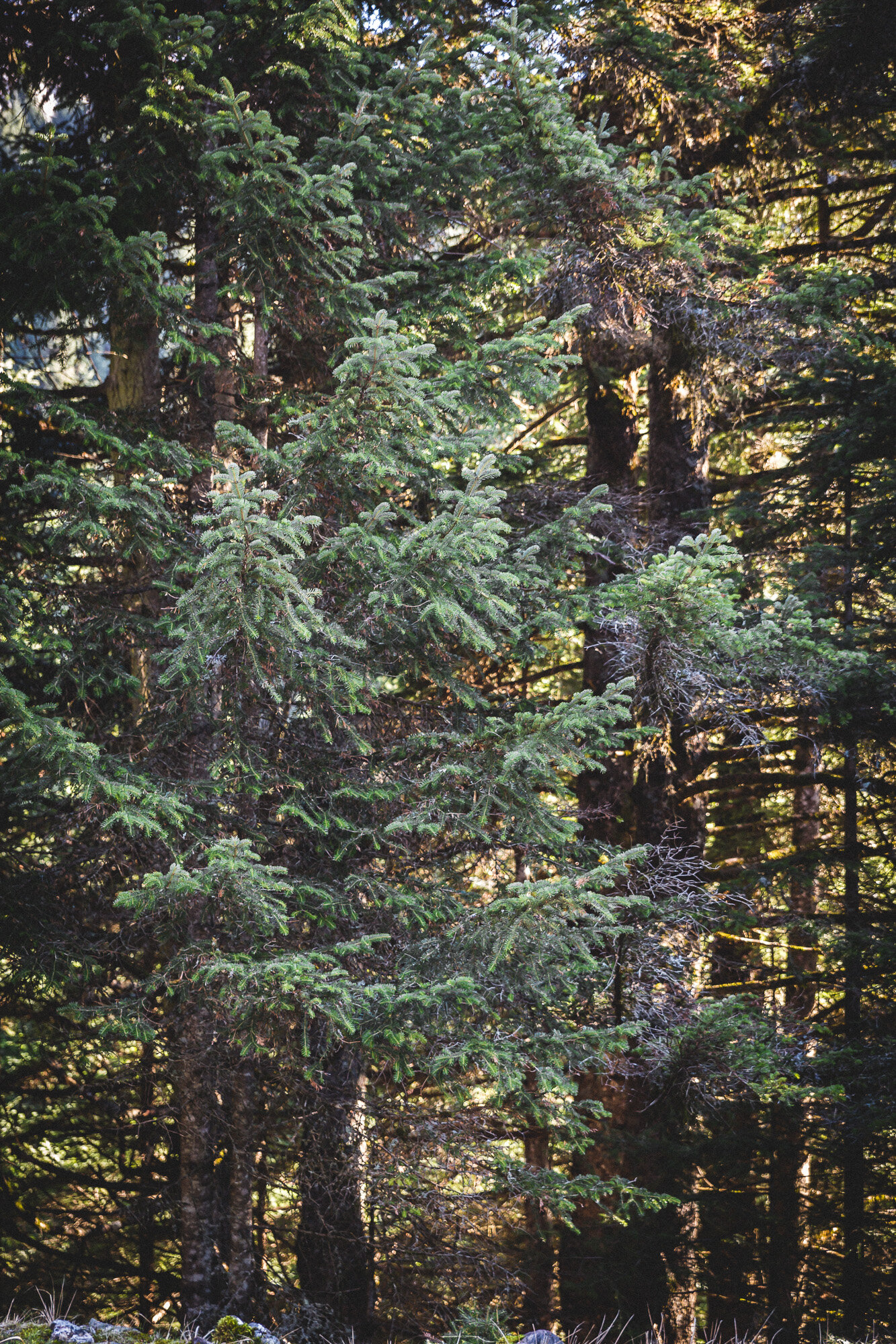 www.stemajourneys.com-chaliki-trikala-greece-2020-1219.jpg