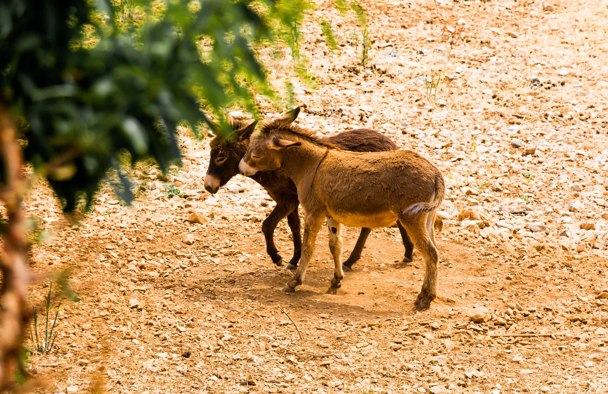 www.stemajourneys.com-amorgos-1073.jpg