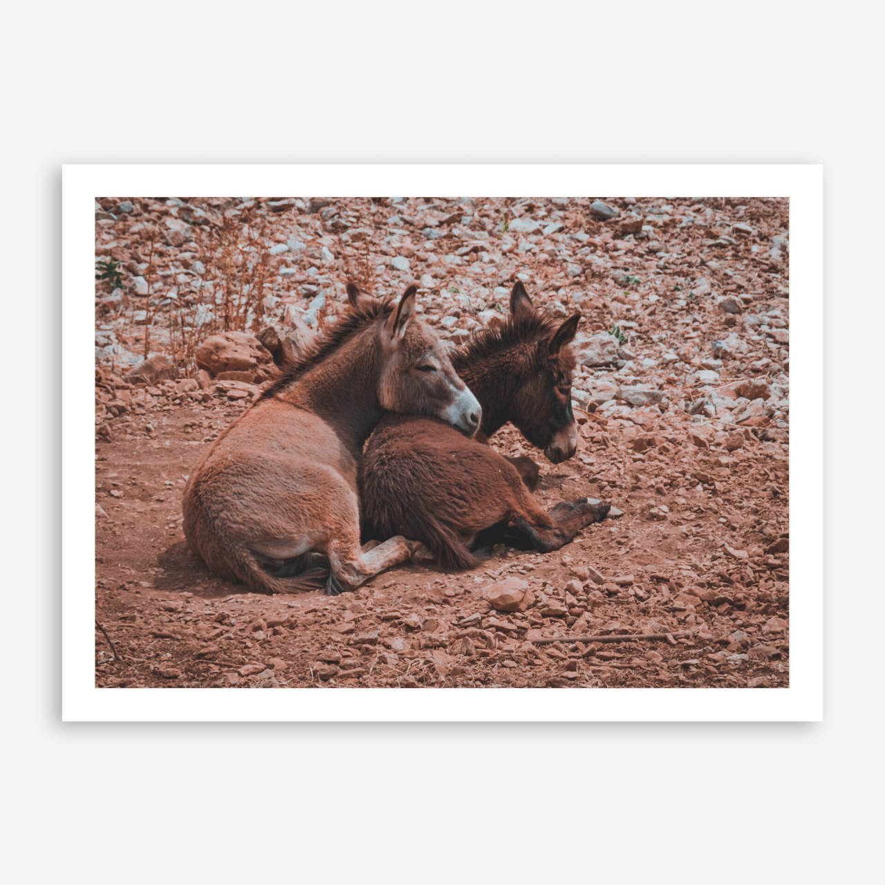 Donkeys in love
