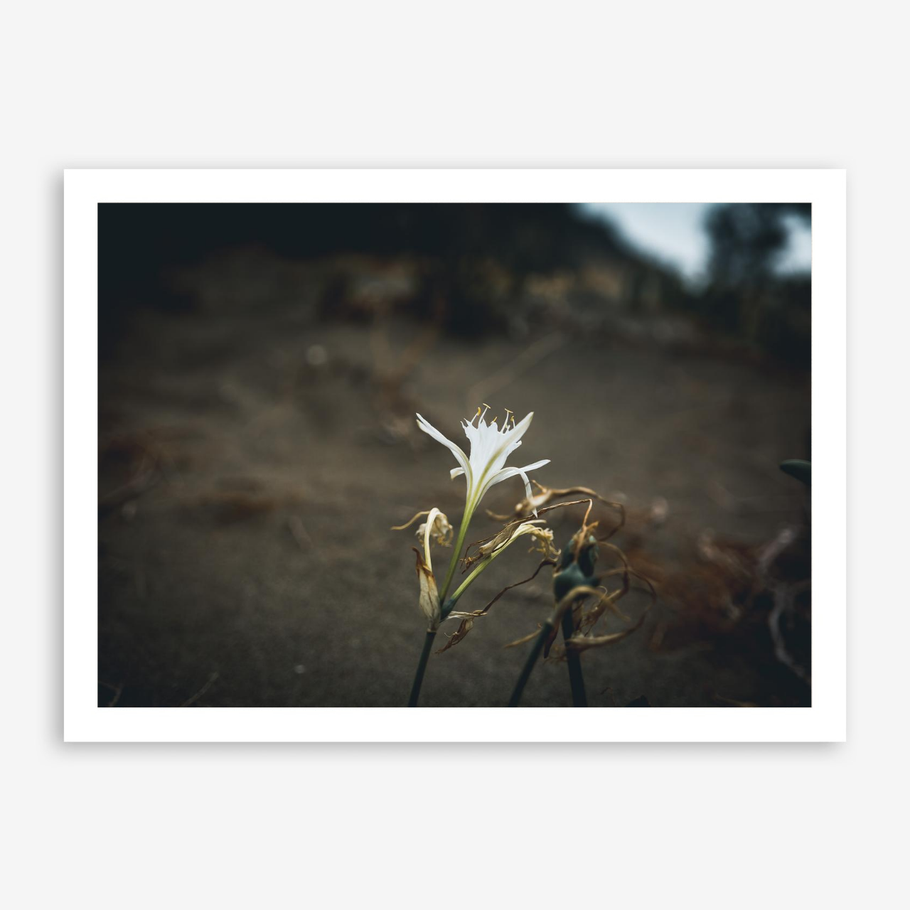 Pancratium maritimum