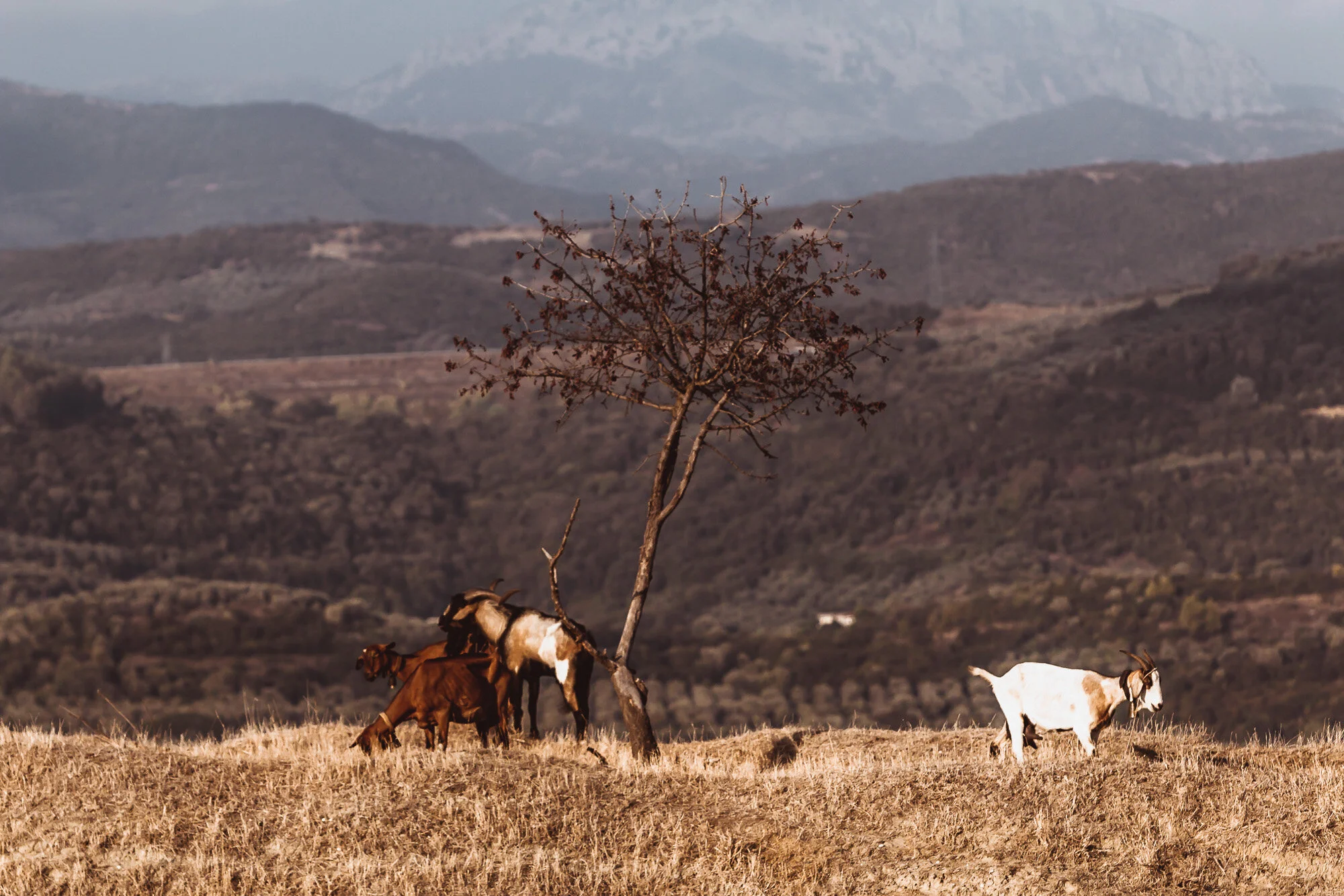 www.stemajourneys.com-kopraina-greece-photostory-24.jpg