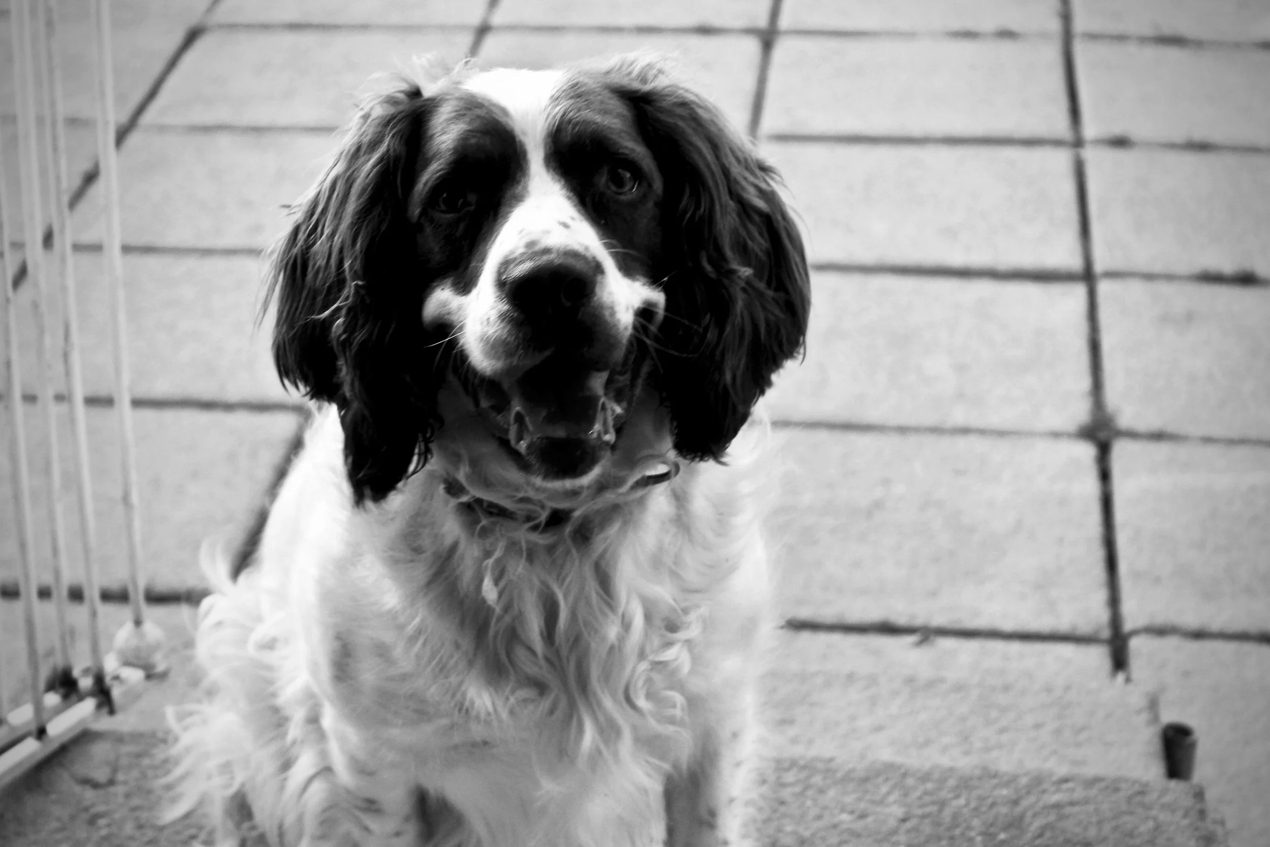 A Man's Best Friend
