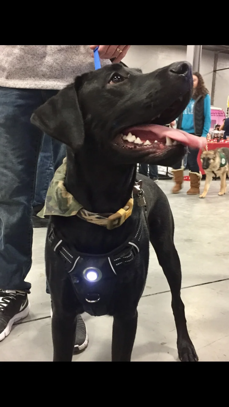 hh-Pet3.jpg
