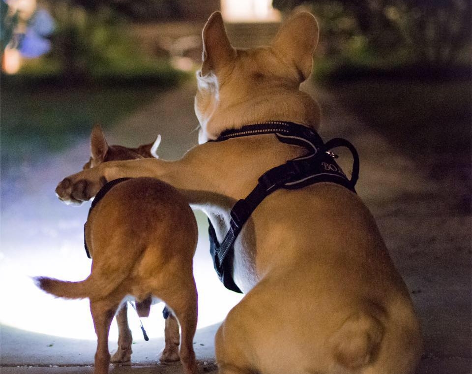 lead dog headlight